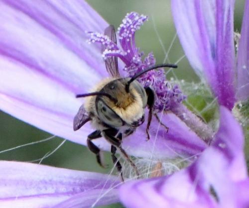 Megachile sp.